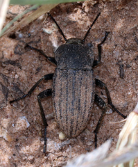 Eleodes tricostata