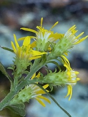 Solidago petiolaris