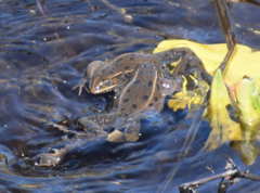 Lithobates kauffeldi