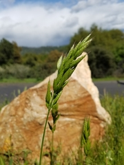 Bromus hordeaceus