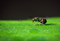 Orasema costaricensis