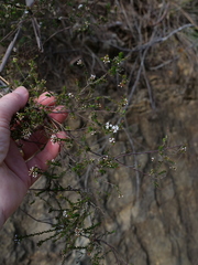 Leucopogon microphyllus