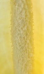 Xanthosoma robustum image