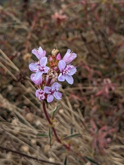 Ernestia confertiflora