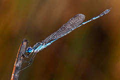 Austrolestes minjerriba