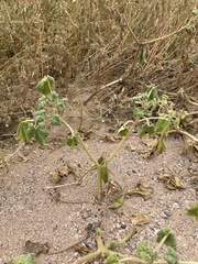 Proboscidea louisianica