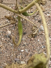 Proboscidea louisianica