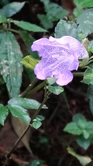Strobilanthes rankanensis