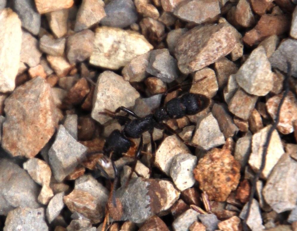 Bothroponera granosa