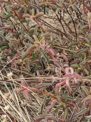 Ernestia confertiflora