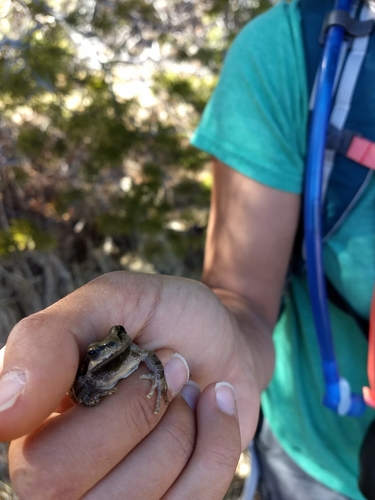 iNaturalist observation photo of Pacific chorus frog