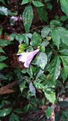 Strobilanthes rankanensis