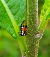 Cyphonia trifida