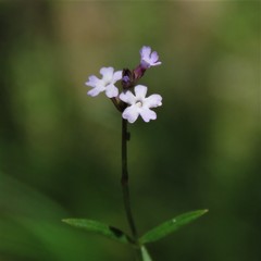 Verbena montevidensis