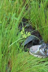 Cyperus cyperoides cyperoides