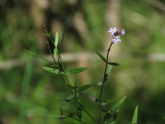 Verbena montevidensis