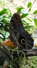 Caligo brasiliensis