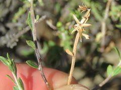 Pegolettia retrofracta