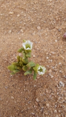 Nolana parviflora
