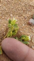 Nolana parviflora