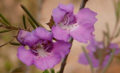 Hemigenia teretiuscula