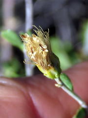Pegolettia retrofracta