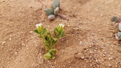 Nolana parviflora