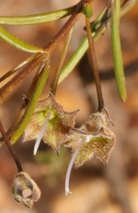 Hemigenia teretiuscula