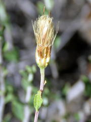 Pegolettia retrofracta