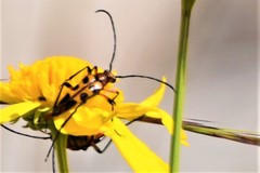 Strangalia sexnotata
