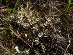 Cladonia bimberiensis