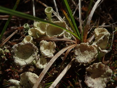 Cladonia bimberiensis