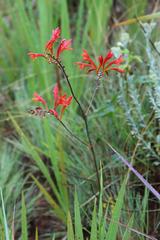 Crocosmia paniculata