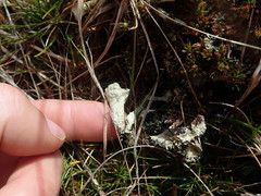 Cladonia bimberiensis