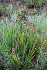 Crocosmia paniculata