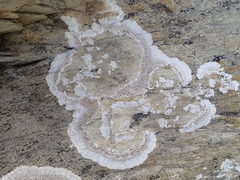 Placopsis centrifuga