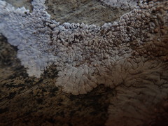 Placopsis centrifuga