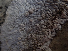 Placopsis centrifuga