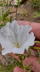 Nolana rostrata