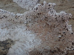 Placopsis centrifuga