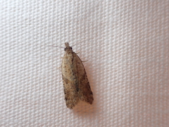 Constrictana constrictana