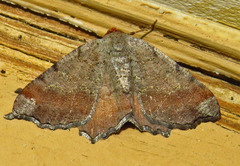 Macaria distribuaria