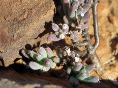 Trichodiadema setuliferum