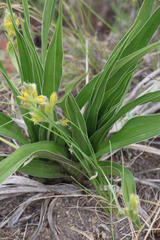 Hypoxis obtusa
