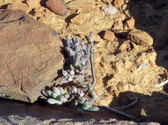 Trichodiadema setuliferum