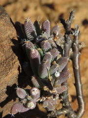 Trichodiadema setuliferum