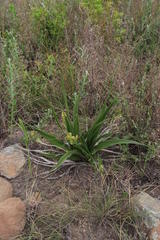 Hypoxis obtusa