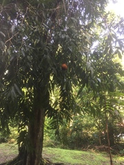 Hydnocarpus castaneus