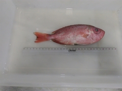 Priacanthus arenatus