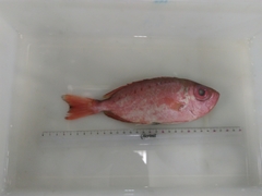 Priacanthus arenatus